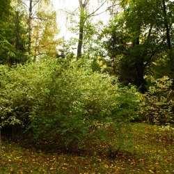 Дерен белый Elegantissima создает яркие солнечные акценты на темных участках в лесной части - Один из приемов ландшафтного дизайна.